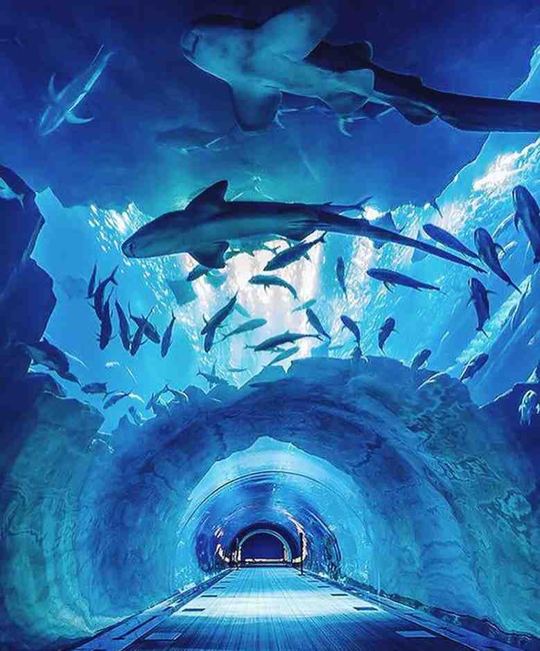 Safari & City Tour 7