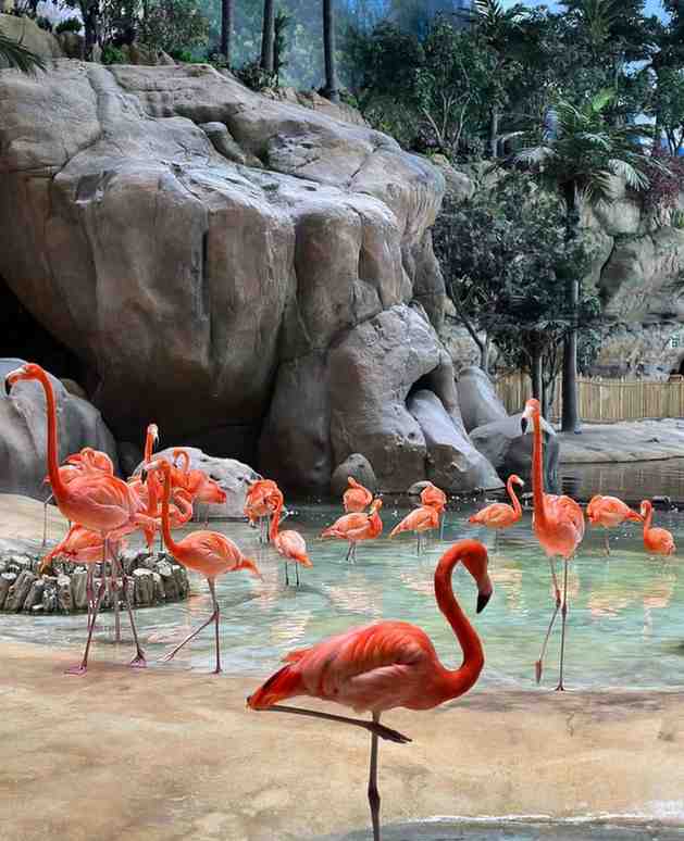 Safari & City Tour 8