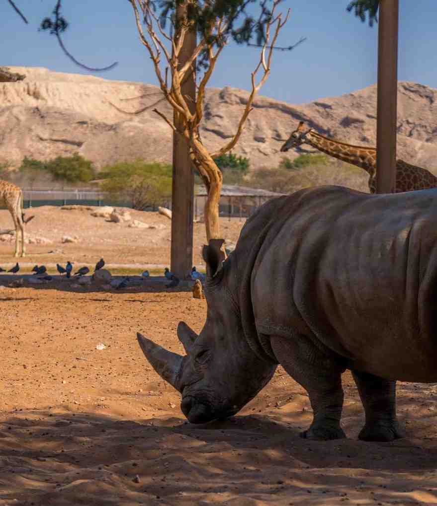 Safari & City Tour 14